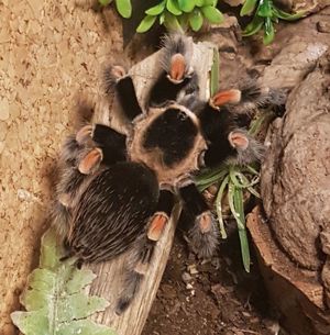 Brachypelma hamorii  Weibchen