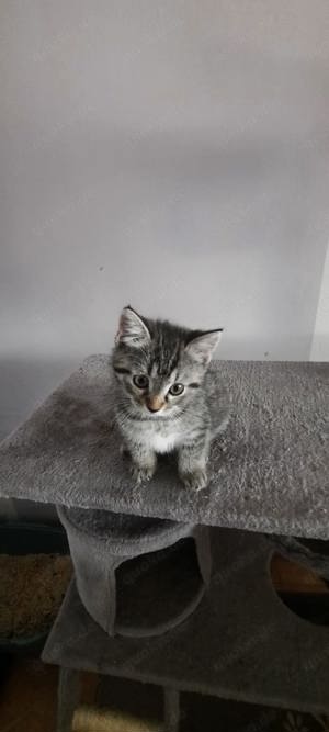 Bkh mix tabby Britisch kurzhaar getigert Katze Kitten