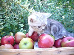 BKH Kätzchen in silber tabby