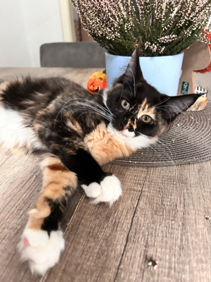 Maine Coon Kitten mit Stammbaum darf ausziehen