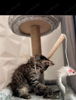 2 main coon kater mit zubehör 