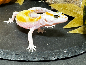 Leopardgecko 1.0