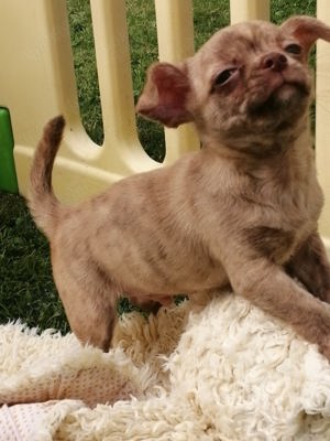 zauberhafte typvolle Chihuahua Welpen Kurzhaar Rüde schoko creme brindle + LH Mädchen wildfarben