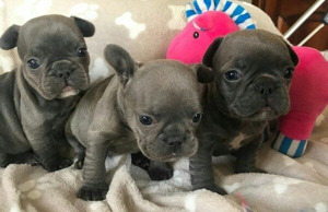 Unsere wunderschönen Bulldogge Welpen ( 2Weibchen und 3 Rüde) 