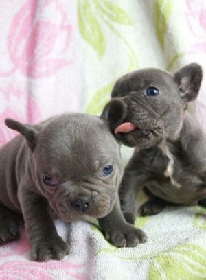 Französische Bulldogge welpen