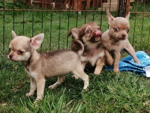 wunderschöne typvolle Chihuahua Welpen KH+LH schoko lilac blue brindle * besondere Farben