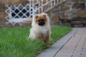 Morty, wunderschöner Zwergspitz Pomeranian Welpe, mit Ahnentafel (CDK Ebern e.V.)