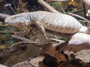 Steppenwaran  Varanus exanthematicus