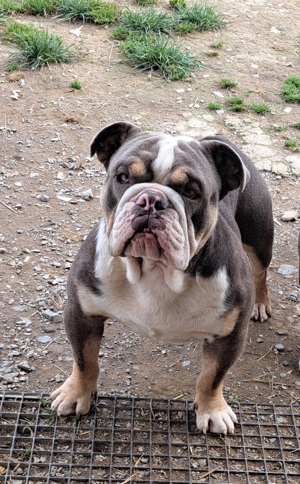 English Bulldogen Deckrude Lilac 