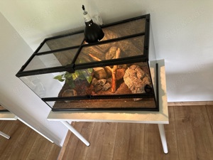 2x Kornnatterbabys im 90x45x45 Terrarium auf Tisch mit viel Zubehör 