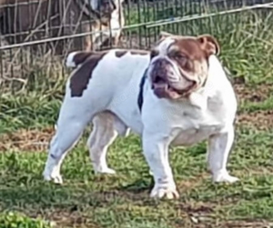 English Bulldog