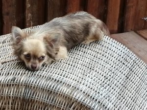 bildschöne Langhaar Chihuahua Mädchen Junghündinnen beige-schoko sable suchen ein tolles Zuhause