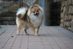 Pomeranian Deutscher Zwergspitz Welpen (männlich) mit Ahnentafel