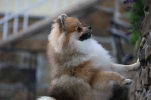 Pomeranian Deutscher Zwergspitz Welpen (männlich) mit Ahnentafel