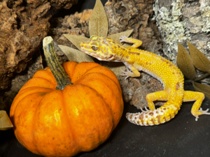 Leopardgecko Weibchen Notfall