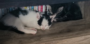 2 kitten abzugeben