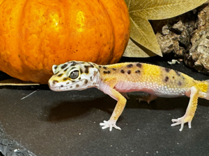 Leopardgecko Männchen Notfall RESERVIERT