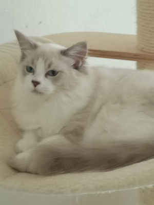 Reinrassige Ragdoll  letzte Mädchen 