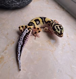 Leopardgecko Weibchen Bold bandit 