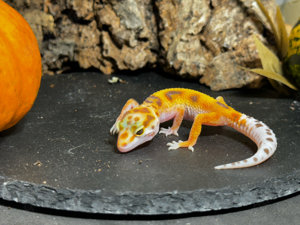 Leopardgecko Weibchen 0.1