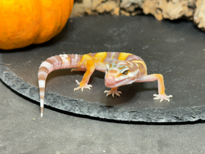 Leopardgecko Männchen 1.0