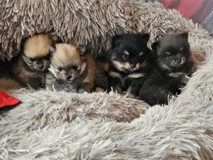 Pomeranian Welpen