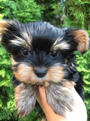 Yorkshire Terrier 