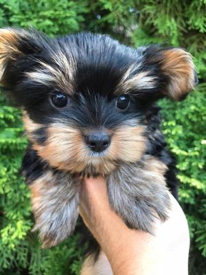 Yorkshire Terrier