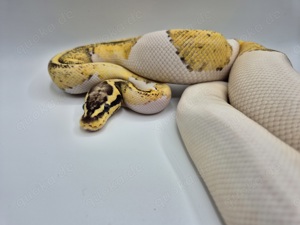 0.1 Firefly Yellow Belly Sandblast Piebald Nz 24