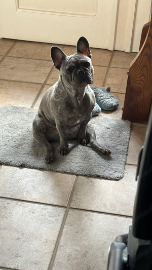 Französische Bulldogge sucht liebevolles Zuhause