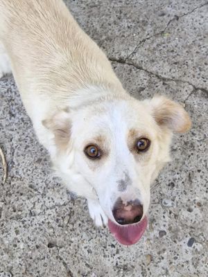 Merlin ist der Liebling Bild 3