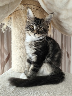 Maine Coon Baby (Junge)