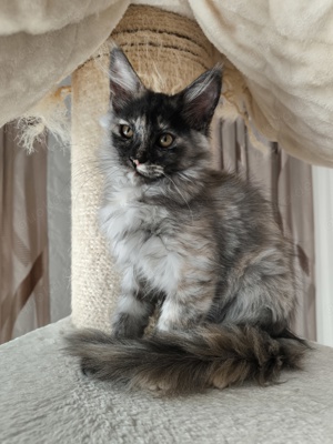 Maine Coon Baby (Mädchen)