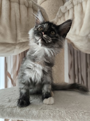 Maine Coon Baby (Mädchen)