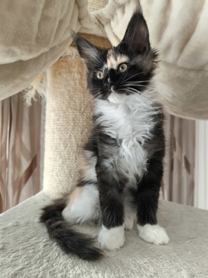 Maine Coon Baby (Mädchen)