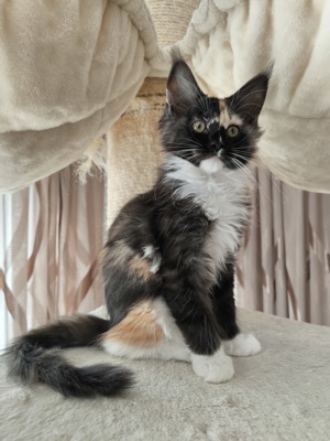 Maine Coon Baby (Mädchen)