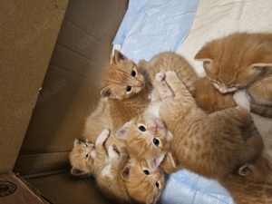 Katzenbabys