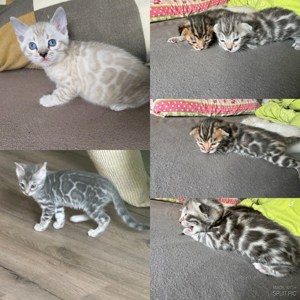 Exklusive Bengal kitten Snow   Silber   Braun Tabby Reinrassig 