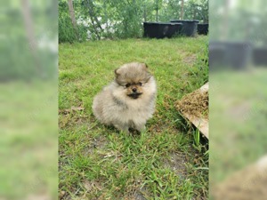 Zwergspitz PomeranianWelpen suchen ein neues Zuhause