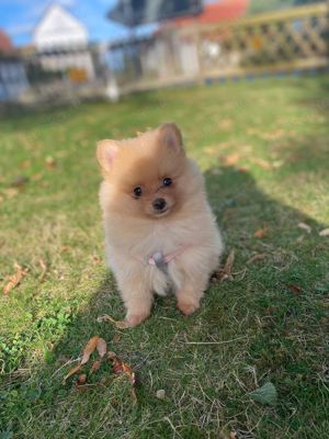 Pomeranian 