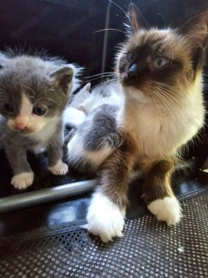 Ragdoll Mix Kitten ab November abgabebereit