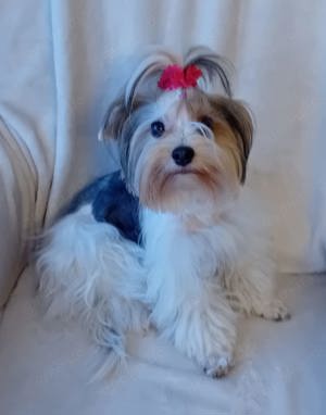 Biewer Yorkshire Terrier Weibchen 