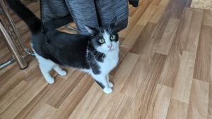 Katze sucht ein liebevolles Zuhause 