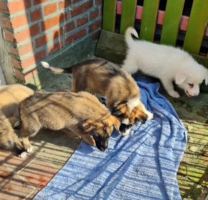 Welpen , Border x Schäferhund  Mix , Welpen vom Schmiedehof