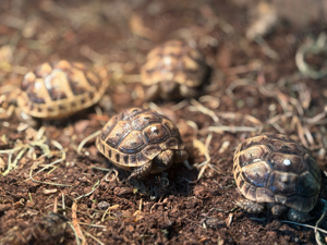 Maurische Landschildkröten babys