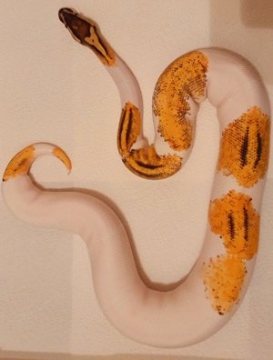 1.0 Orange Dream Yellow Belly Pastel Gene X Piebald Nz23