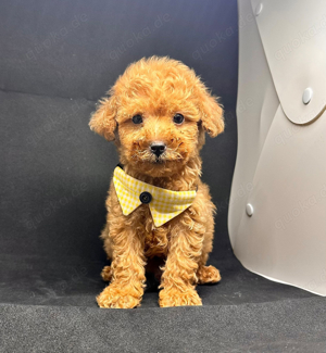 Maltipoo Welpen