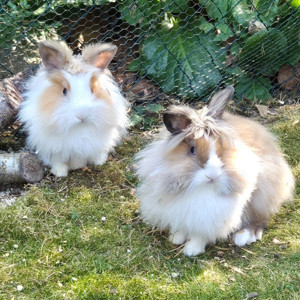 Abby und Luna- 5 Monate- Löwenköpfchen- Tierhilfe Franken e.V.