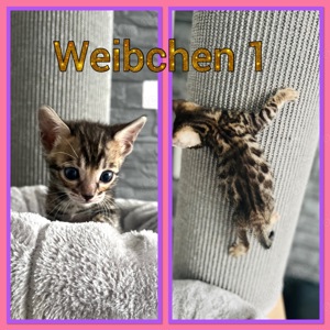 reinrassige Bengal Kitten, nur noch 2 Weibchen frei!