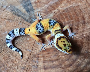 1.0 Tangerine Leopardgecko 2024 Eublepharis macularius 